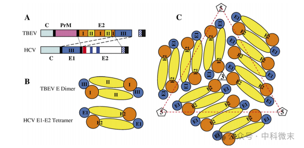 冷冻电镜首次揭示丙肝病毒三维模型，为顽疾治疗带来新希望