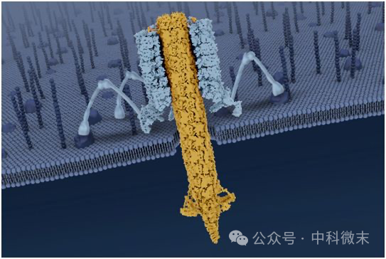 绿脓杆菌的“分子导弹”如何运作？（上）