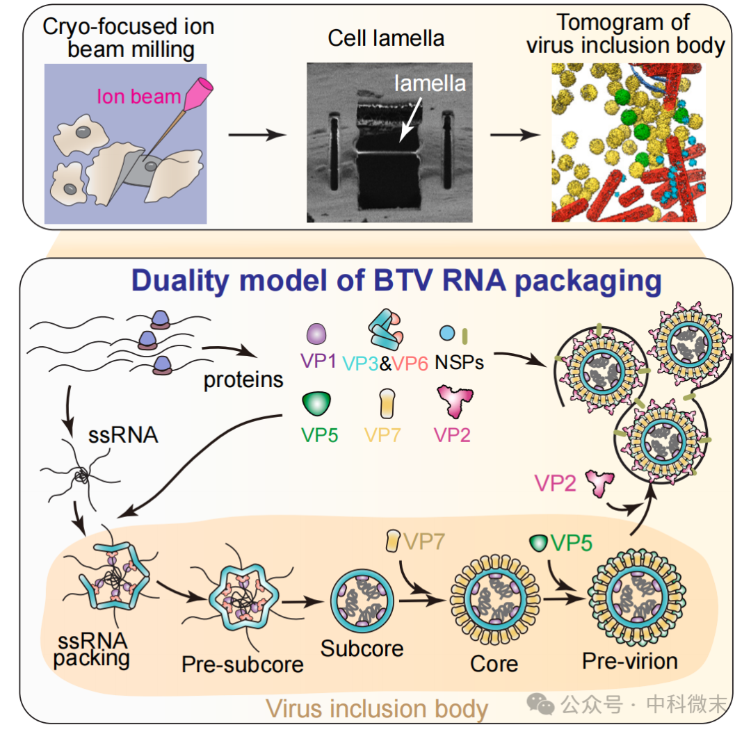 Cell最新发表：无所遁形！CryoET CryoEM双剑合璧，透视病毒组装释放全过程 - 智源社区