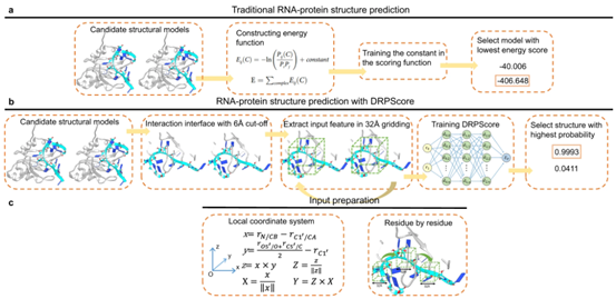 Nat. Commun. | 基于深度学习方法评估RNA-蛋白复合物的类天然结构