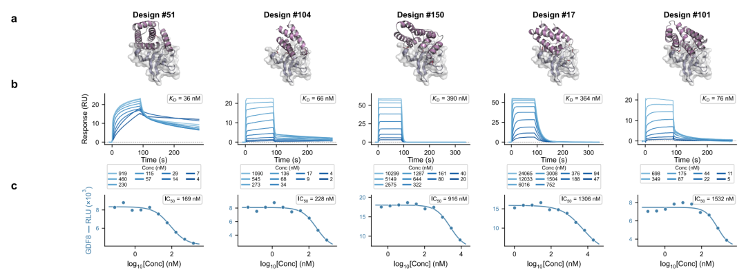 ActRIIA 结合物设计结果