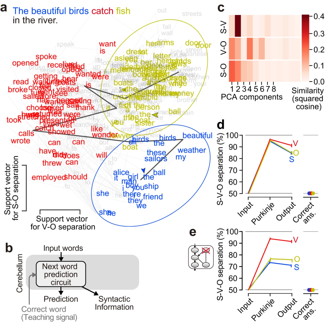 Nat. Commun.速递：语义与词语预测从模仿小脑的人工神经网络中涌现