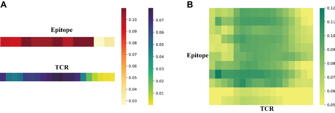 Protein Science | 预测T细胞受体-表位结合特异性的可解释性深度学习模型