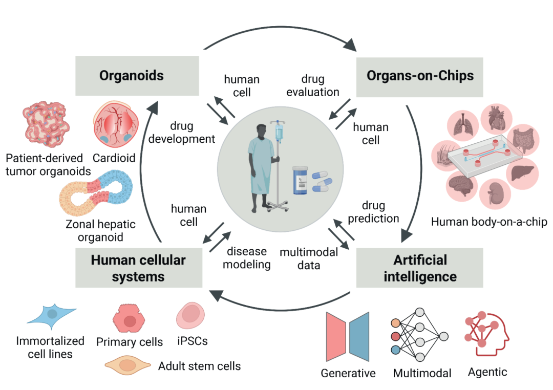 human cellular systems、organoids、organs-on-chips 和 AI 如何共同构成面向 human-centric drug development 的 NAM 生态系统。