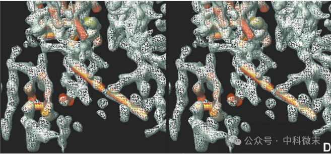 水泡烦不胜烦，感染缘何而起？《Science》论文揭开“上火”真面目