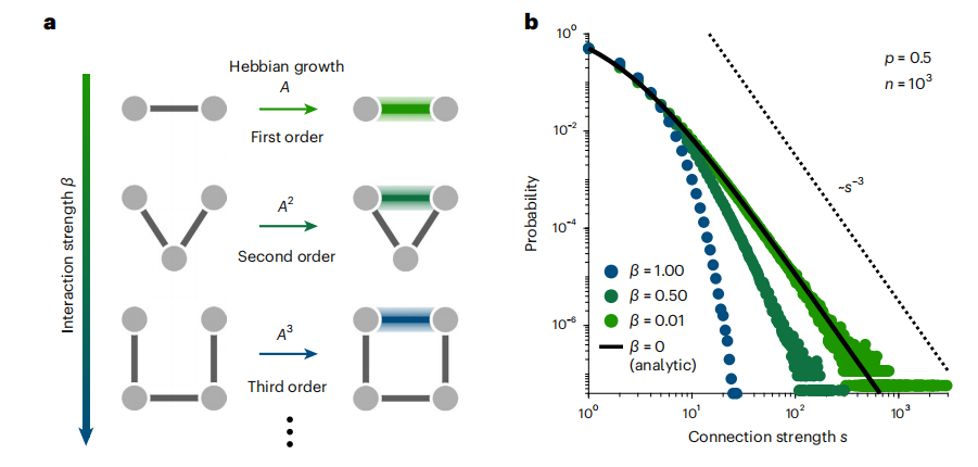 Nature Physics 速递：重尾神经元连接起源于赫布自组织