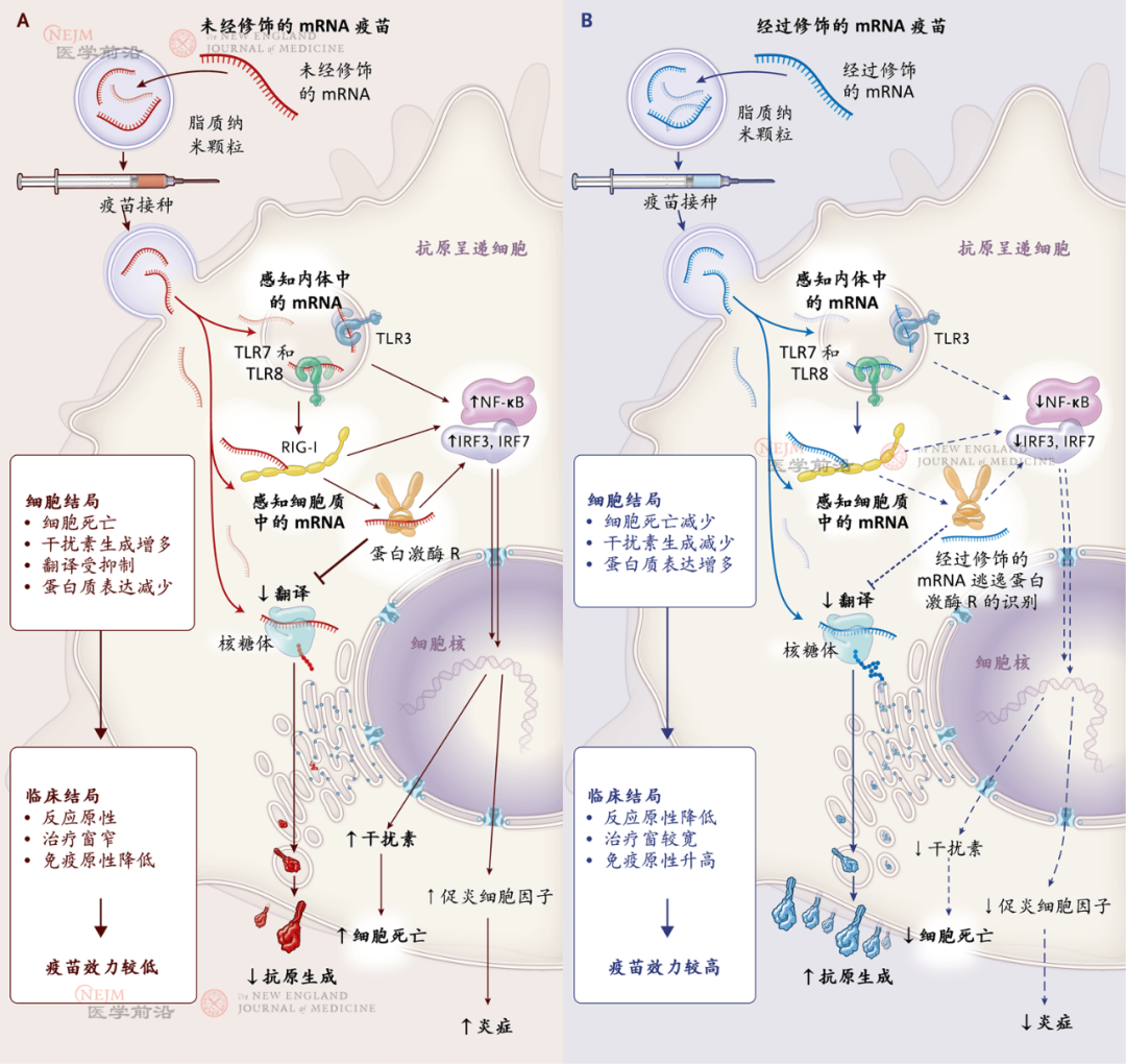 2023诺贝尔医学生理学奖：mRNA疫苗发明者