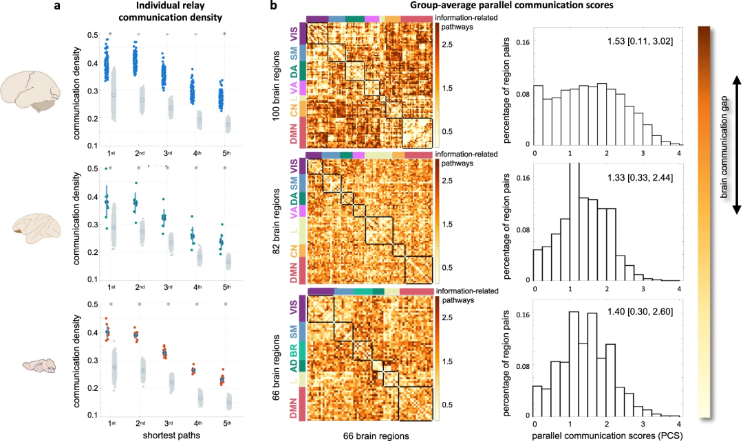 Nat. Commun.速递：与猕猴和雄性小鼠相比，人类大脑网络中增加的平行信息传输的证据