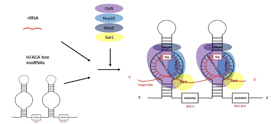 Cell Death Discov. | snoRNAs在生物过程中的功能和机制以及在肿瘤病理生理中的作用