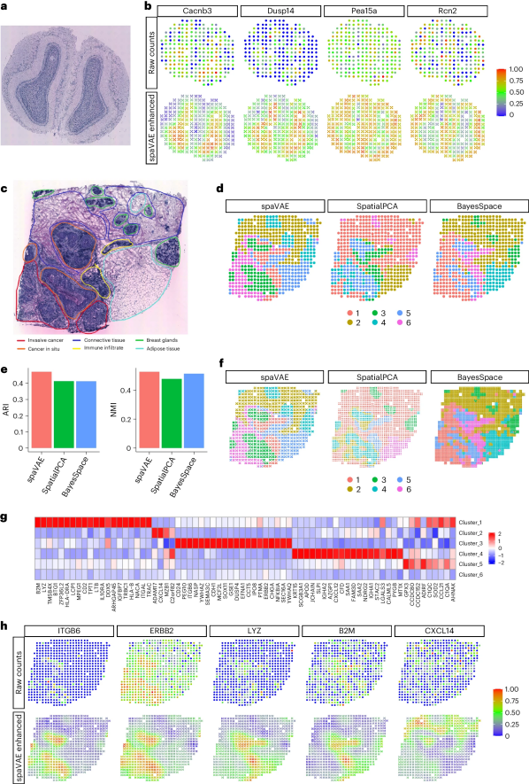 Nat Methods 空间组学数据多任务分析的感知依赖深度生成模型 智源社区 3556