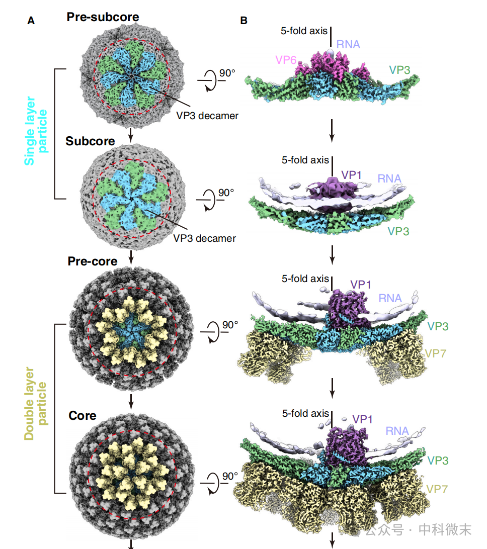 Cell最新发表：无所遁形！CryoET CryoEM双剑合璧，透视病毒组装释放全过程 - 智源社区