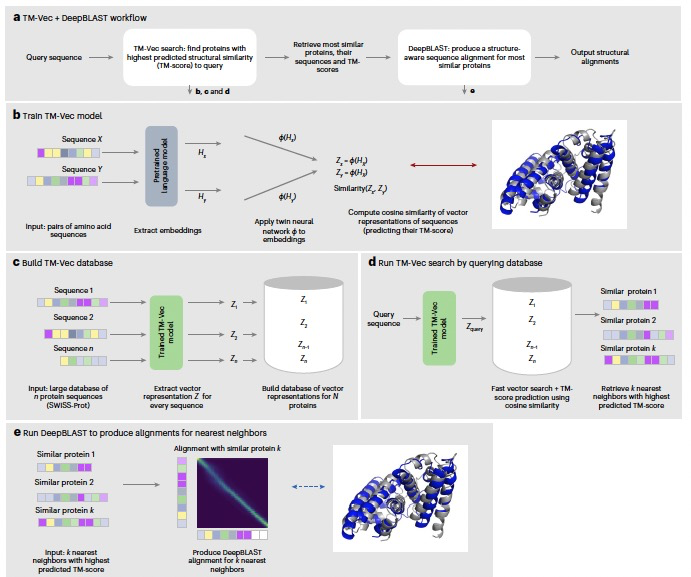Nat. Biotechnol. | 利用深度学习进行蛋白质同源性检测和结构比对