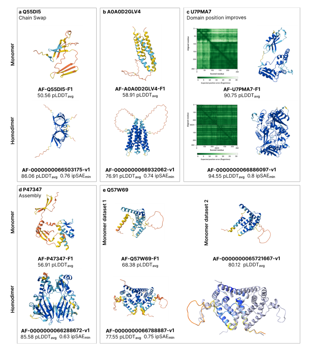 案例研究。Q55DI5（Eaf）展示了一种只在同源二聚体模型中才出现的结构域交换折叠（单体 pLDDT 50.56 vs 二聚体 pLDDT 86.06）。A0A0D2GLV4 等蛋白质的二聚化预测改善了膜边界的结构定义。