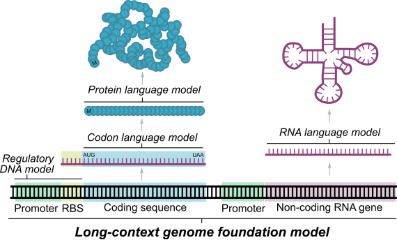 生物大模型新里程碑！囊括DNA、RNA 和蛋白质序列，AI破解生命通用「语言」