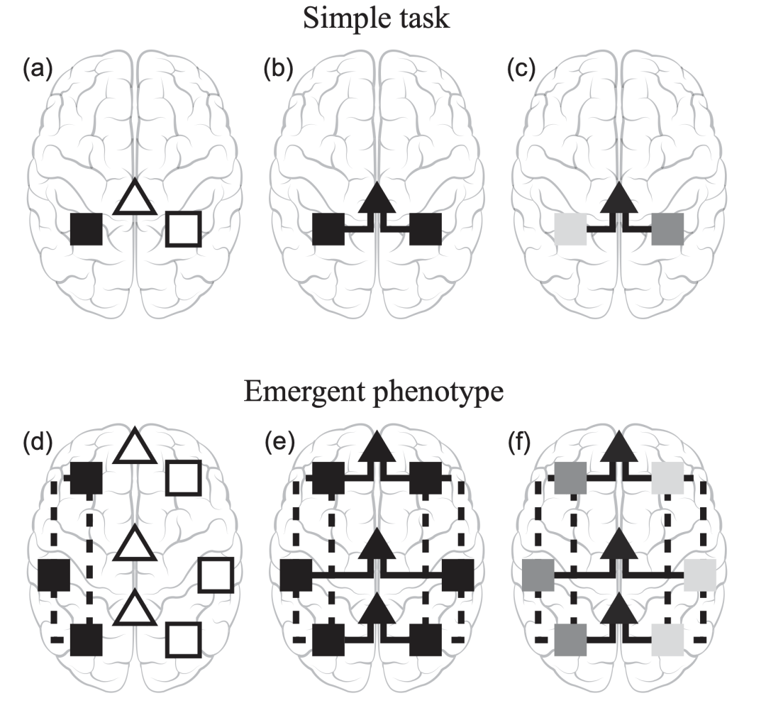 大脑不对称性的起源：任务复杂性打破神经网络镜像对称性