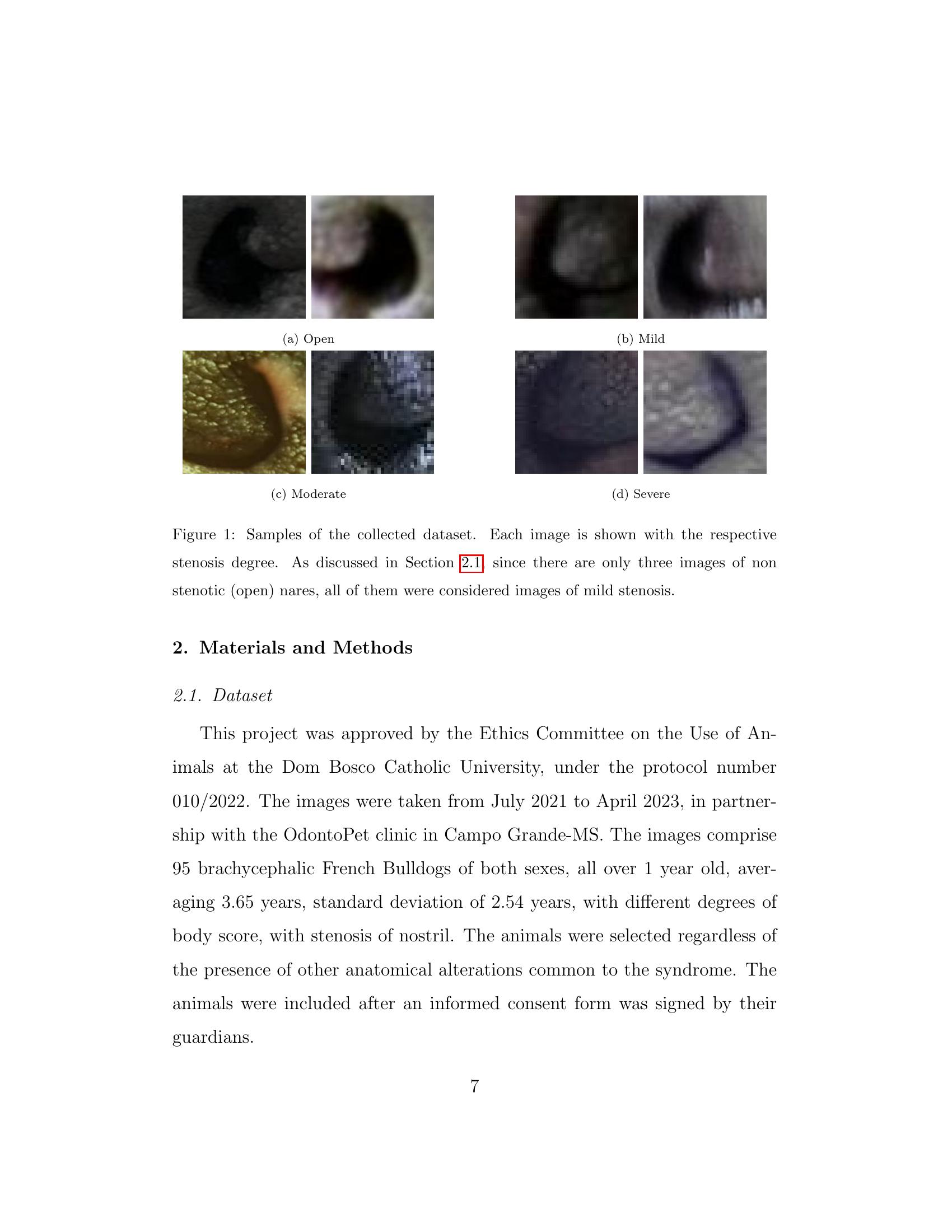 A New Machine Learning Dataset of Bulldog Nostril Images for Stenosis ...