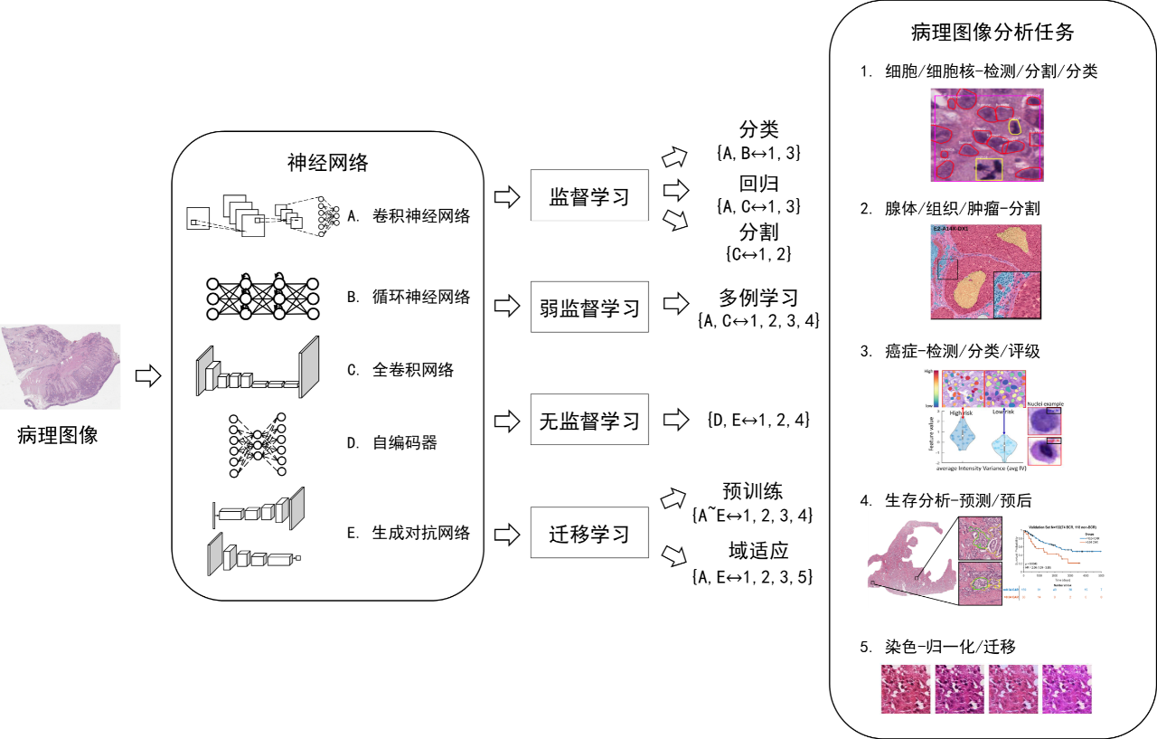 科学网—级联稀疏卷积与决策树集成的病理图像细胞核分割方法 - 欧彦的博文