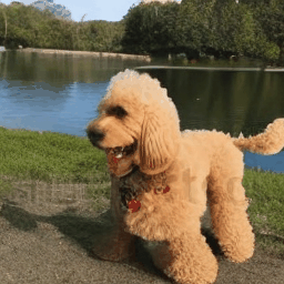 A goldendoodle playing in a park by a lake.