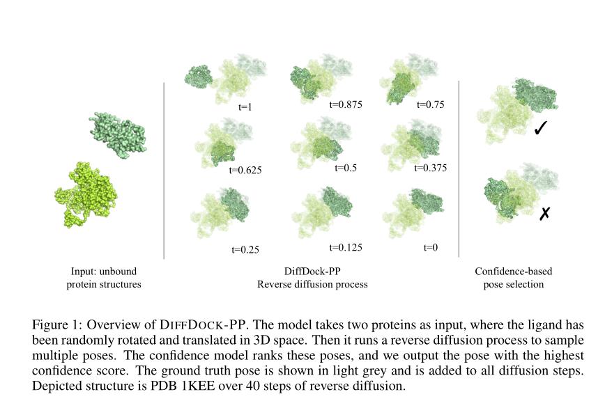 德国慕尼黑工业大学DiffDock-PP：基于扩散模型的刚性蛋白质-蛋白质拼接算法，性能提升30%以上