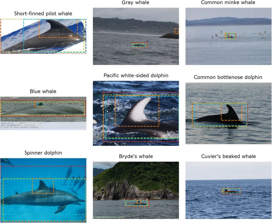 「鲸脸识别」已上线,夏威夷大学用 5 万张图像训练识别模型,平均精度 0.869 - 智源社区